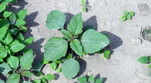 Pigweed