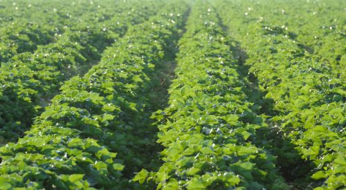 Cotton growing