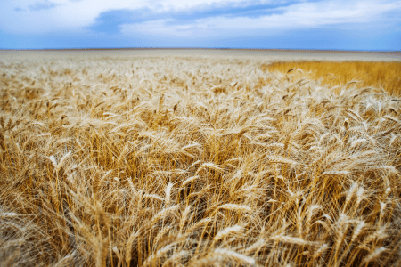 wheat field