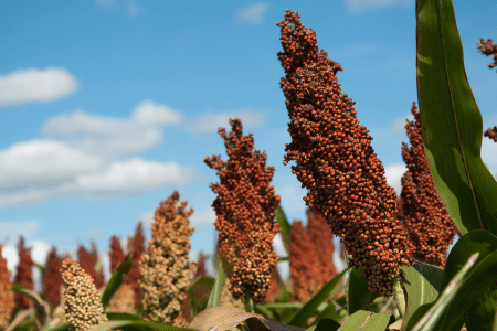 sorghum head