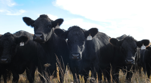 cattle in a herd