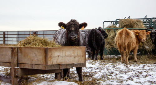 Cattle in winter at feed bunk