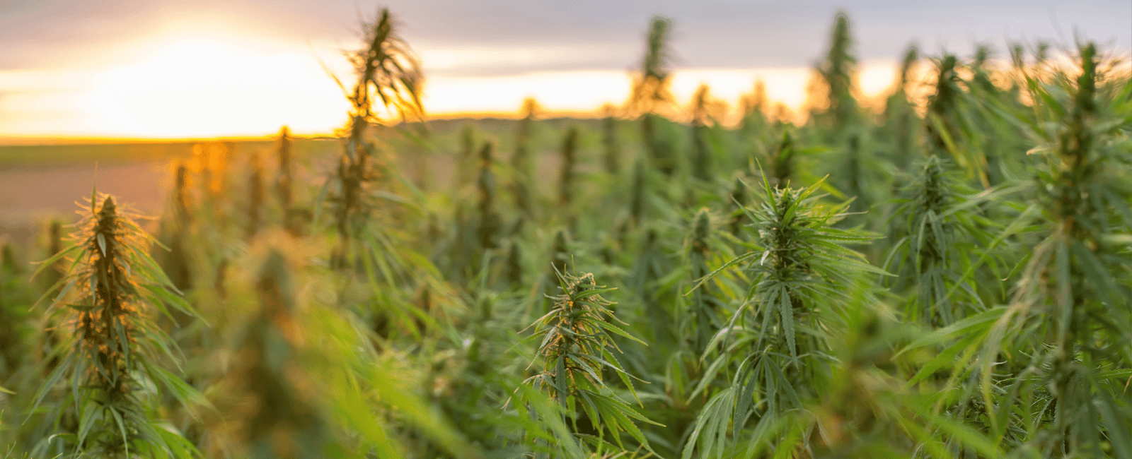 Hemp growing in a field at sunset