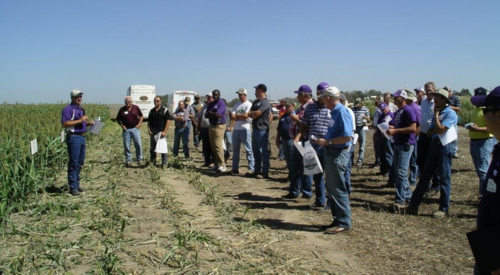 A summer field dat at Colby, Kansas.