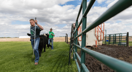 Photo of two 4-H members leading calves