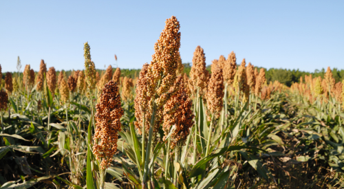 sorghum