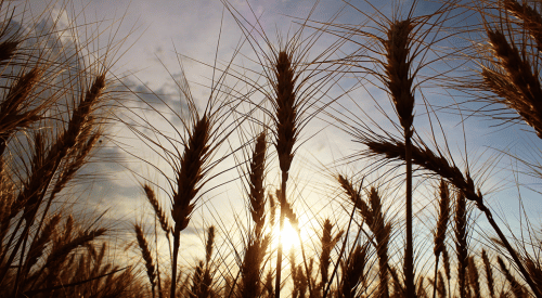 Kansas wheat viewed against a sunset