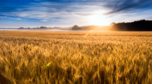 Kansas wheat at sunrise