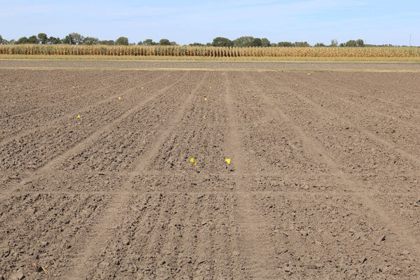 wheat planting