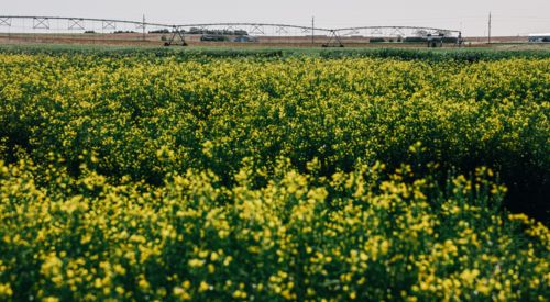 canola at the SWREC