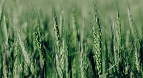 Wheat spring pollination