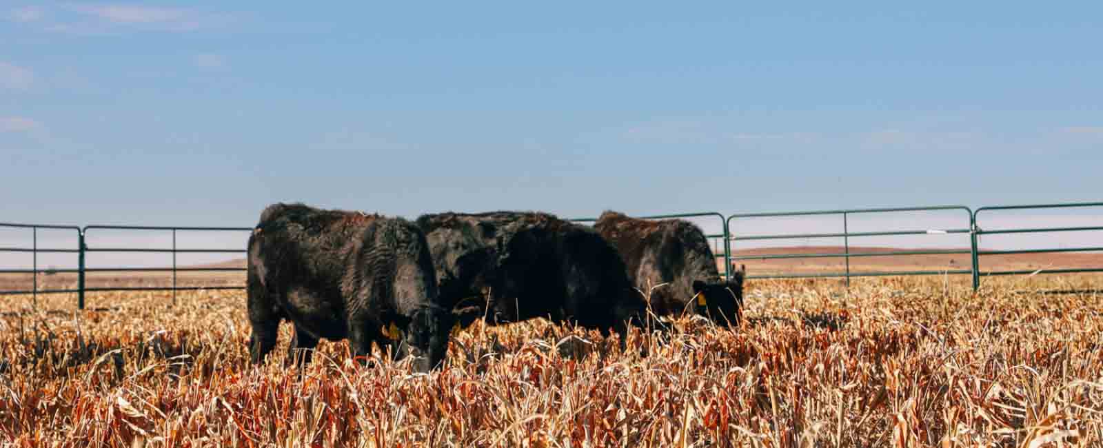 Photo of cattle grazing sorghum crop residue as part of a study researching the impact of grazing on soil health and cropping systems profitability