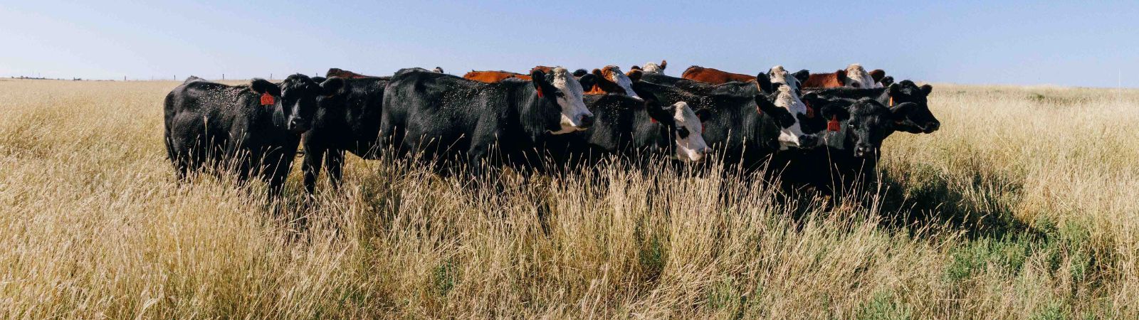 photo of beef cattle stockers on short grass prairie in the summer
