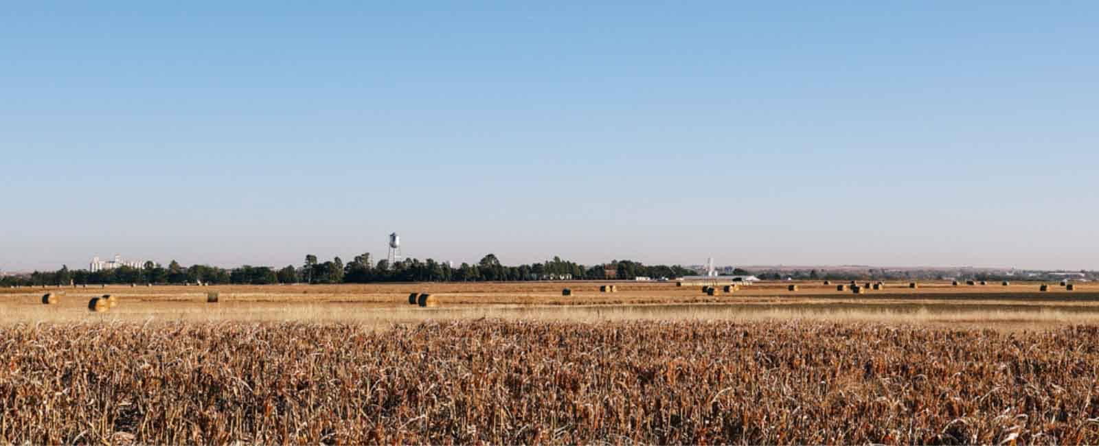 Combine harvests sorghum at the Agricultural Research Center-Hays