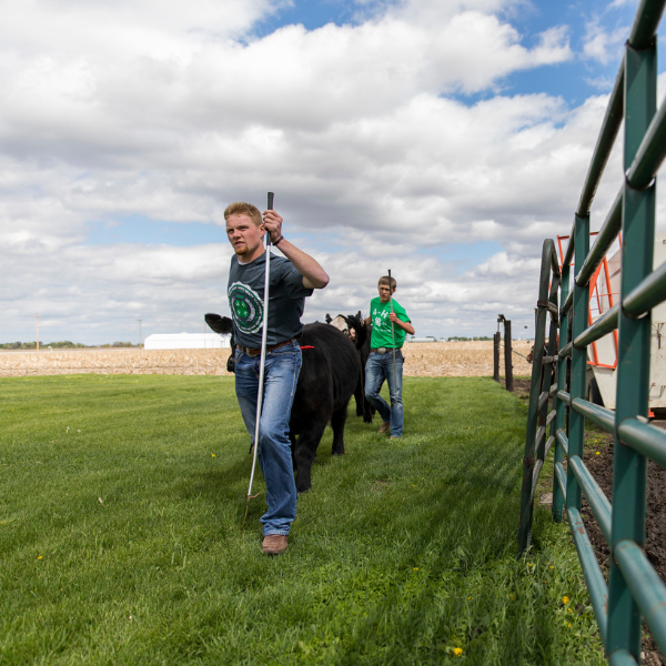 4h member leads a market steer