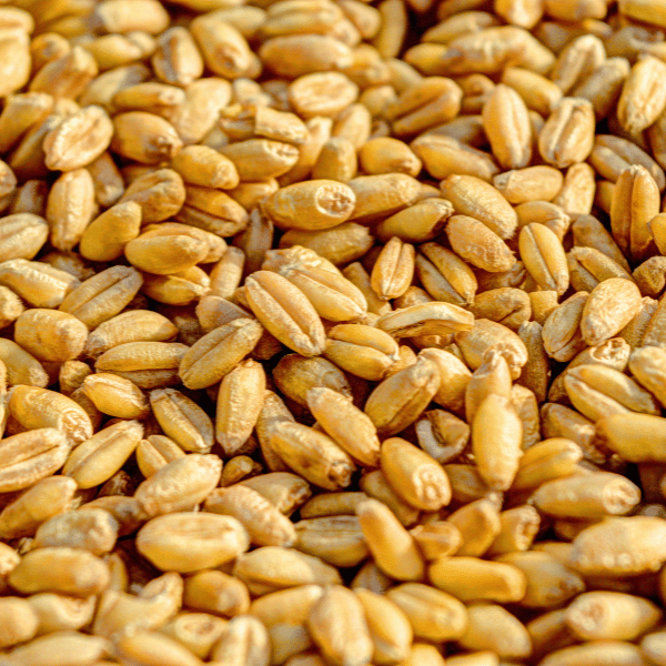 photo of wheat seed