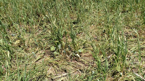 cover crop grazing examples