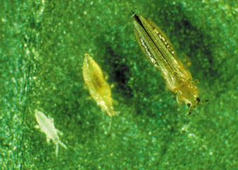 Photo of Nymphal and adult thryps. Photo by J.P. Michaud, KSRE