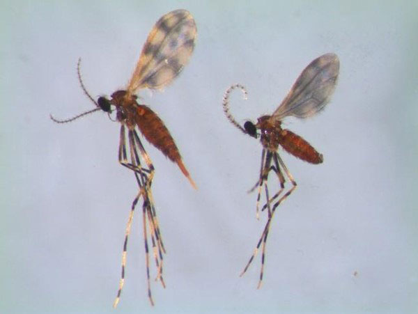 Soybean Gall Midge photo by Mitchell Helton, Iowa State Univ.