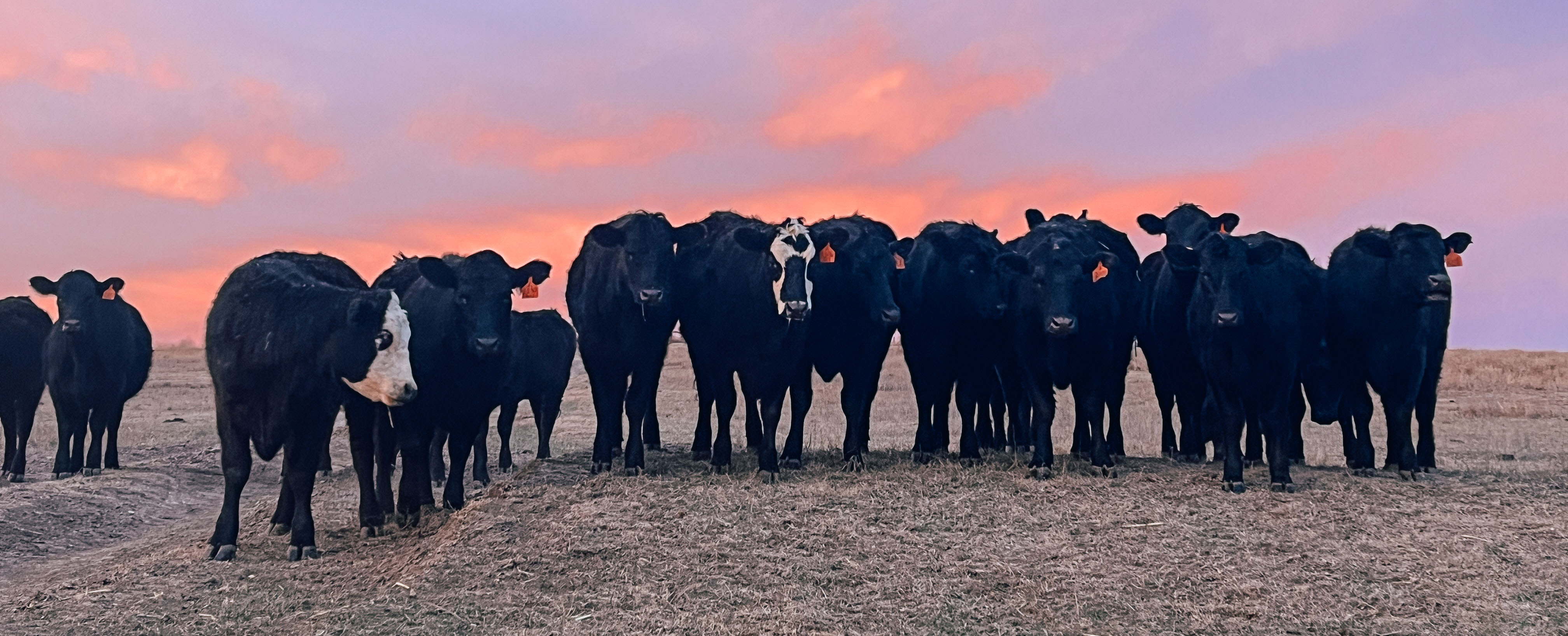 Cattle at sunset