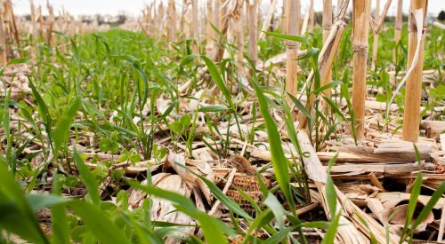 Cover crops