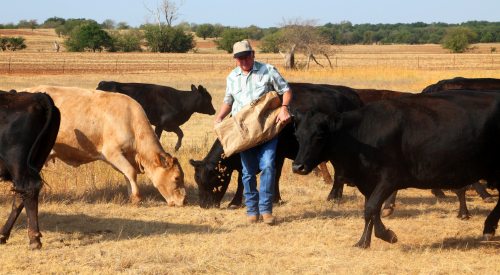 Cattleman supplementing cows during drought