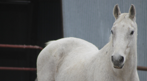 White horse stands in barnyard