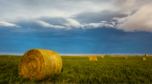 alfalfa bales in a field with a cloudy sky