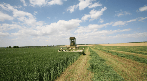 A forage harvester cuts alfalfa