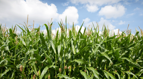 forage sorghum growing with a blue sky