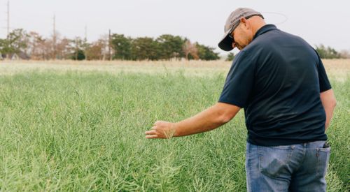 Man looks at canola test plots