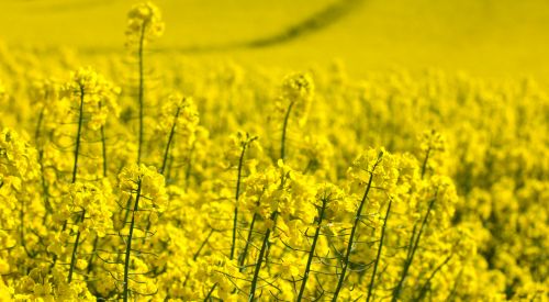 Field of Canola