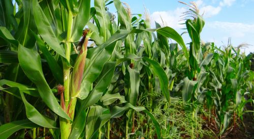 Corn growing