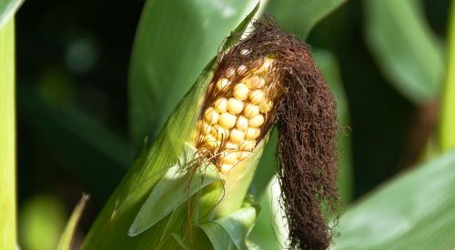 Ear of corn